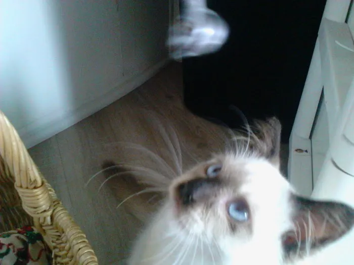 Ragnarok Cattery 12