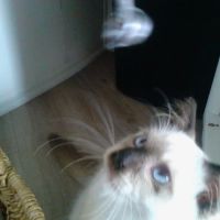 Ragnarok Cattery ico