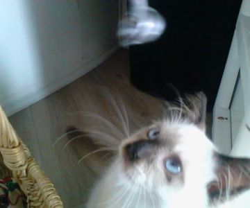 Ragnarok Cattery