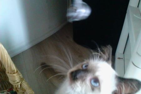 Ragnarok Cattery