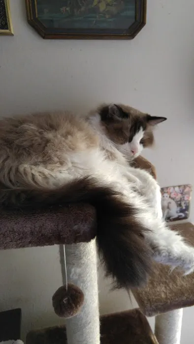 Ragnarok Cattery 12