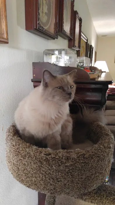 Ragnarok Cattery 12