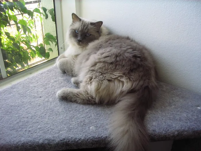 Ragnarok Cattery 12