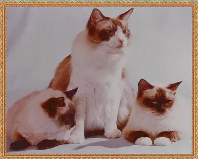 Ragnarok Cattery 12