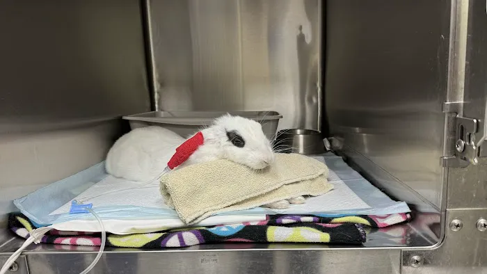 Adobe Animal Hospital 12