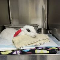 Adobe Animal Hospital ico