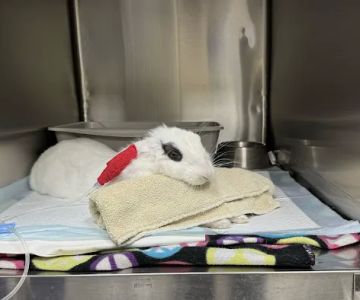 Adobe Animal Hospital