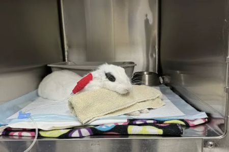 Adobe Animal Hospital