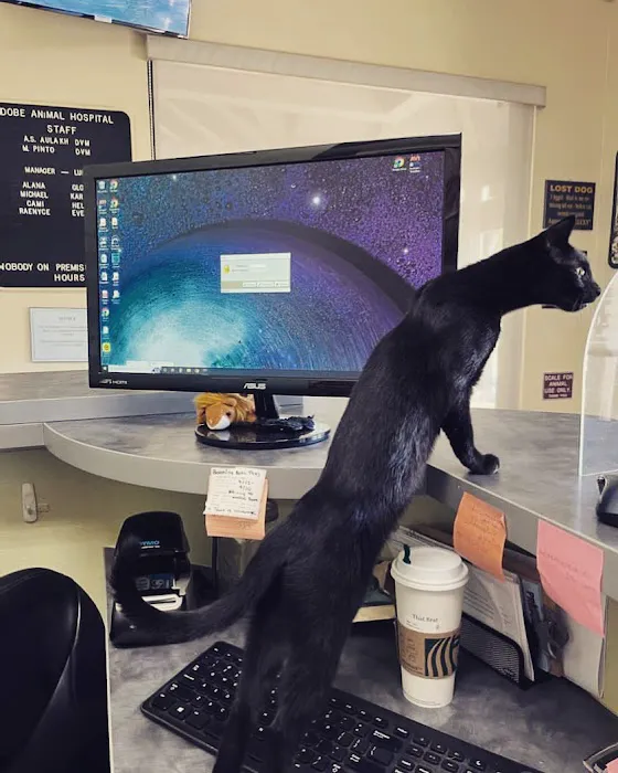 Adobe Animal Hospital 12