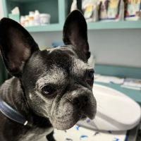 Victoria Animal Hospital ico