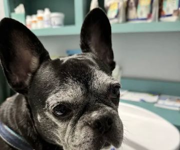 Victoria Animal Hospital