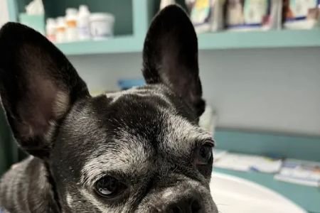 Victoria Animal Hospital