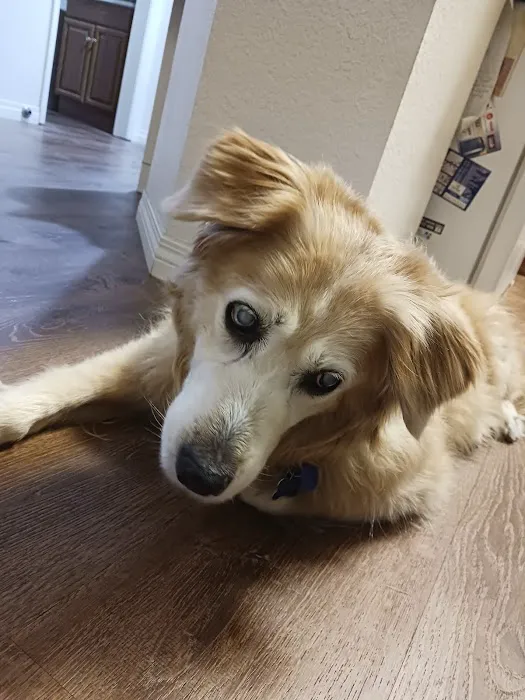 Victoria Animal Hospital 12