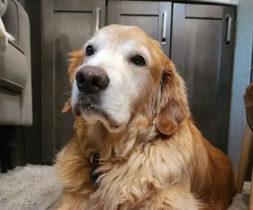 Northwest Veterinary Clinic of Mount Vernon