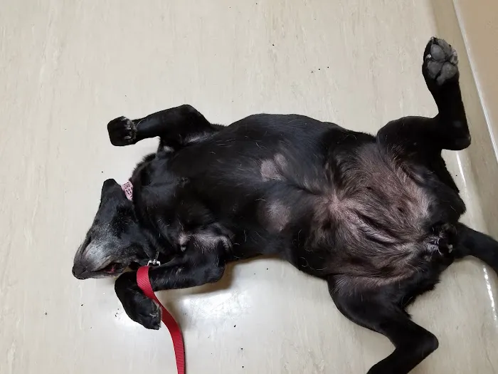Chuckanut Valley Veterinary Clinic 6