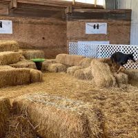 Integrated Veterinary A.R.T.S ico