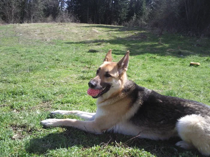 Kitsap Veterinary Hospital 12