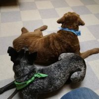 Kitsap Veterinary Hospital ico