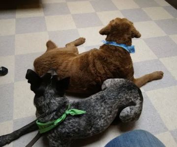 Kitsap Veterinary Hospital