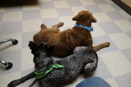 Kitsap Veterinary Hospital