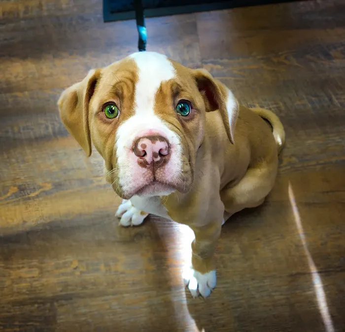 Port Orchard Animal Clinic, Dr. Liz Oien DVM 12