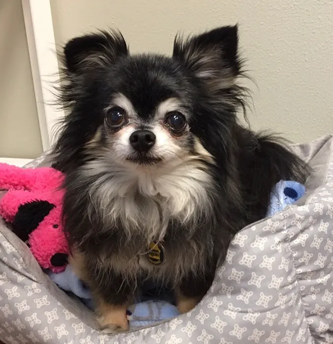 Port Orchard Animal Clinic, Dr. Liz Oien DVM 12