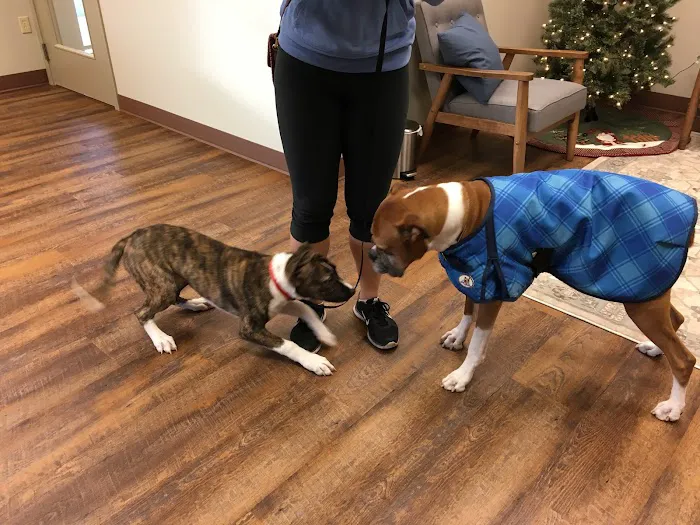 Port Orchard Animal Clinic, Dr. Liz Oien DVM 12