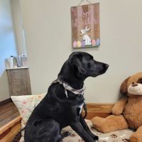 Port Orchard Animal Clinic, Dr. Liz Oien DVM ico