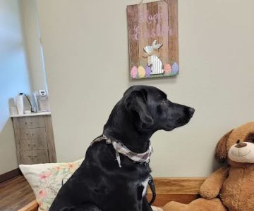 Port Orchard Animal Clinic, Dr. Liz Oien DVM
