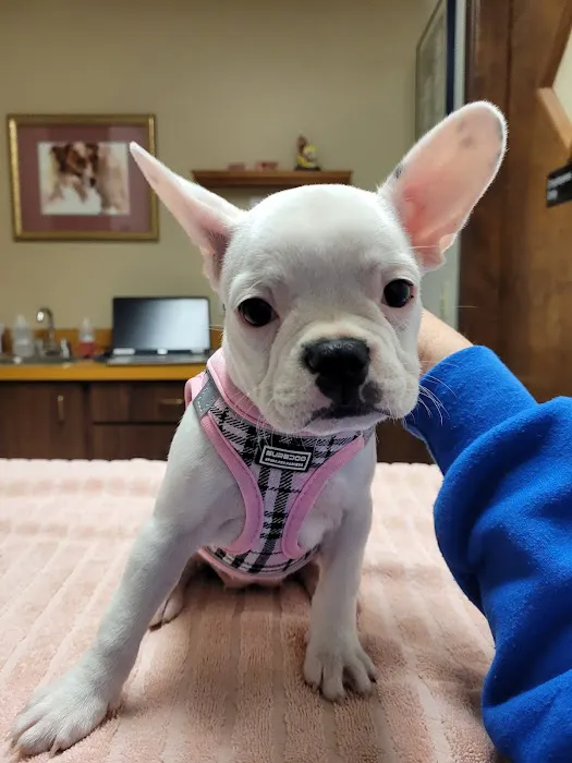Woodside Animal Hospital 12