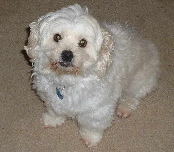 Woodside Animal Hospital 12