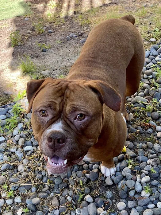 Woodside Animal Hospital 12