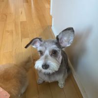 Woodside Animal Hospital ico