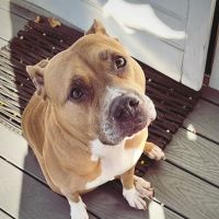 Banfield Pet Hospital ico
