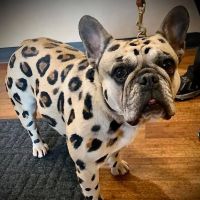 All Creatures Animal Hospital ico