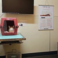 BoosterPet Veterinary Care & Urgent Care in Puyallup ico