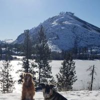 Nurtured Noses Veterinary Clinic ico