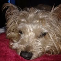 Canyon Road Veterinary Hospital ico