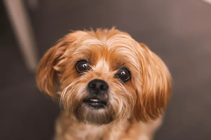 Harbor Animal Hospital 12