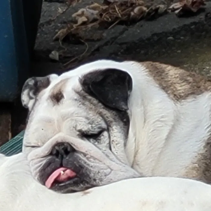 Rainbow Bridge Veterinary Services LLC 5