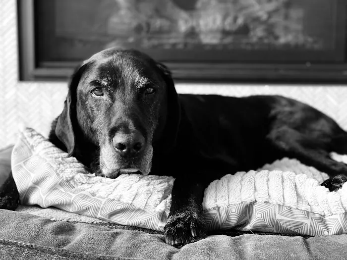 Rainbow Bridge Veterinary Services LLC 2