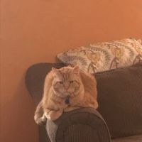 Rainbow Bridge Veterinary Services LLC ico
