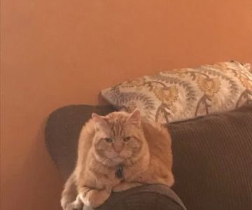 Rainbow Bridge Veterinary Services LLC