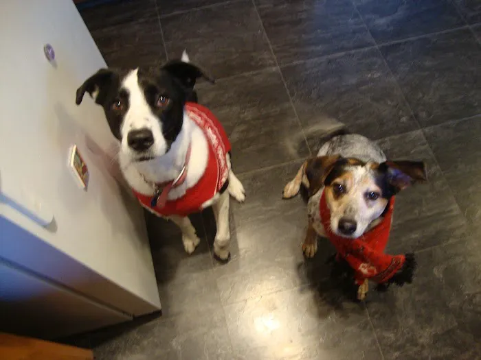 Rainbow Bridge Veterinary Services LLC 4