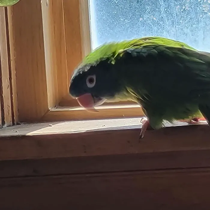 Rainbow Bridge Veterinary Services LLC 3