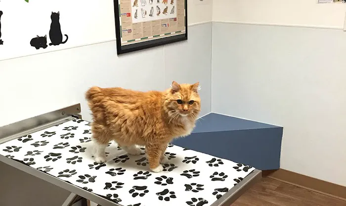 Spanaway Veterinary Clinic 12