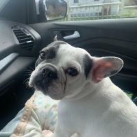 Tahoma Veterinary Hospital ico