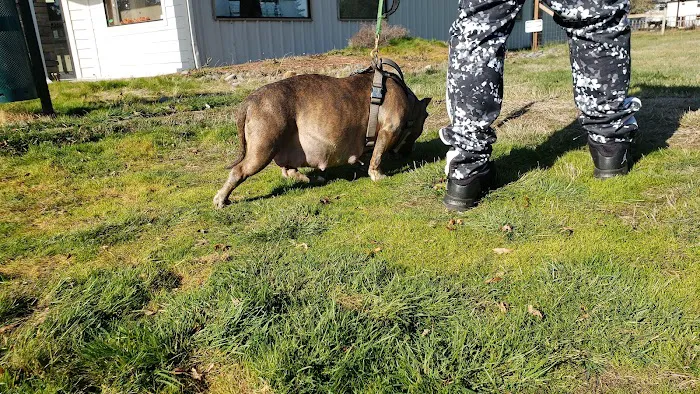 Tahoma Veterinary Hospital 12