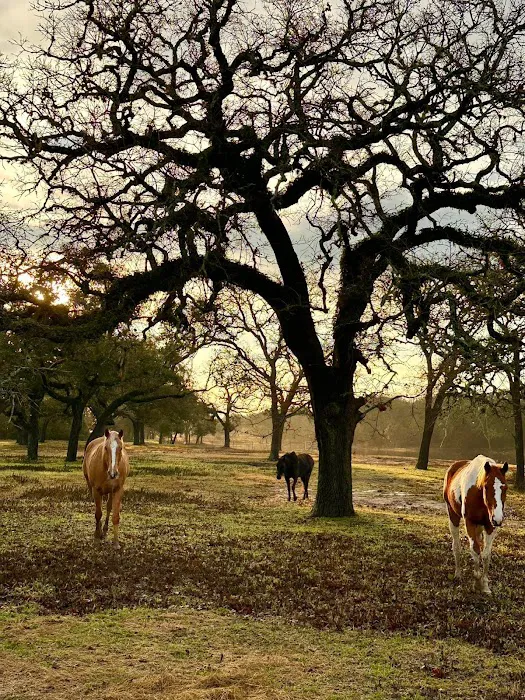 F9 Equine Clinic, PLLC 12