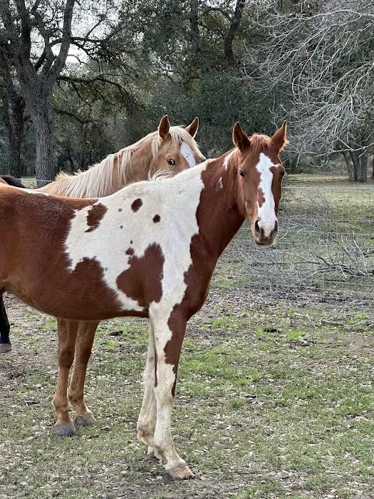 F9 Equine Clinic, PLLC 12